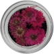 Natural Dried Flower